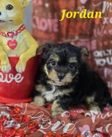 Jordan, a male Yorkshire Terrier and Chorkie for sale in Homerville, GA – Photo 10 of 10