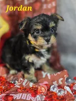 Jordan, a male Yorkshire Terrier and Chorkie for sale in Homerville, GA – Photo 2 of 10