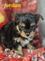Jordan, a male Yorkshire Terrier and Chorkie for sale in Homerville, GA – Photo 5 of 10