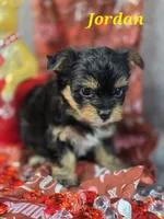 Jordan, a male Yorkshire Terrier and Chorkie for sale in Homerville, GA – Photo 7 of 10
