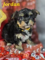 Jordan, a male Yorkshire Terrier and Chorkie for sale in Homerville, GA – Photo 1 of 10