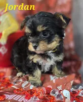 Jordan, a male Yorkshire Terrier and Chorkie for sale in Homerville, GA – Photo 3 of 10