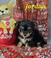 Jordan, a male Yorkshire Terrier and Chorkie for sale in Homerville, GA – Photo 9 of 10