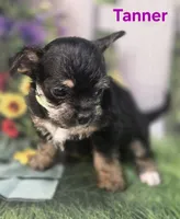 Tanner, a male Yorkshire Terrier and Chorkie for sale in Homerville, GA – 9 of 10