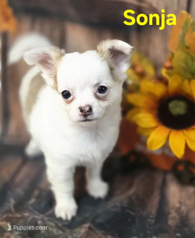 AKC Sonja – Chihuahua puppy for sale in Homerville, GA