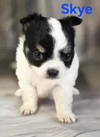 CKC Skye, a female Chihuahua for sale in Homerville, GA – 7 of 10