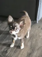AKC Dallas pending, a female Chihuahua for sale in Homerville, GA – 4 of 9