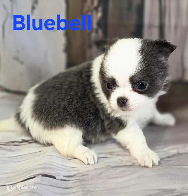 AKC Bluebell – Chihuahua puppy for sale in Homerville, GA