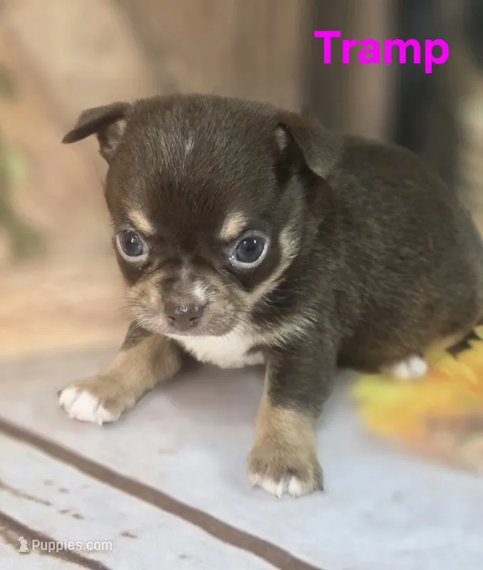AKC Tramp  – Chihuahua puppy for sale in Homerville, GA