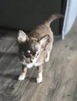 AKC Dallas pending, a female Chihuahua for sale in Homerville, GA – 5 of 9