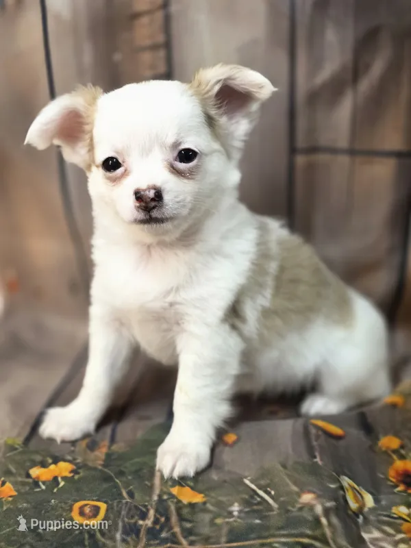 AKC Sonja – Chihuahua puppy for sale in Homerville, GA
