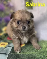 Sabrina , a female Chihuahua for sale in Homerville, GA – Photo 7 of 10