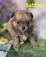 Sabrina , a female Chihuahua for sale in Homerville, GA – Photo 3 of 10