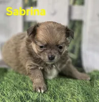 Sabrina , a female Chihuahua for sale in Homerville, GA – Photo 6 of 10