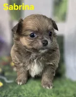 Sabrina , a female Chihuahua for sale in Homerville, GA – Photo 4 of 10