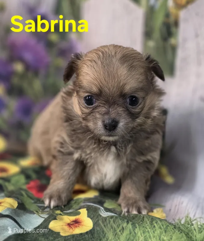 Sabrina  – Chihuahua puppy for sale in Homerville, GA