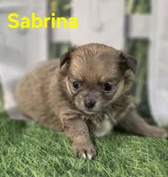 Sabrina , a female Chihuahua for sale in Homerville, GA – Photo 8 of 10
