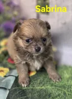 Sabrina , a female Chihuahua for sale in Homerville, GA – Photo 2 of 10