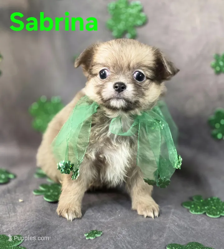 Sabrina  – Chihuahua puppy for sale in Homerville, GA