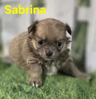 Sabrina , a female Chihuahua for sale in Homerville, GA – Photo 9 of 10