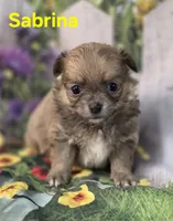 Sabrina , a female Chihuahua for sale in Homerville, GA – Photo 5 of 10