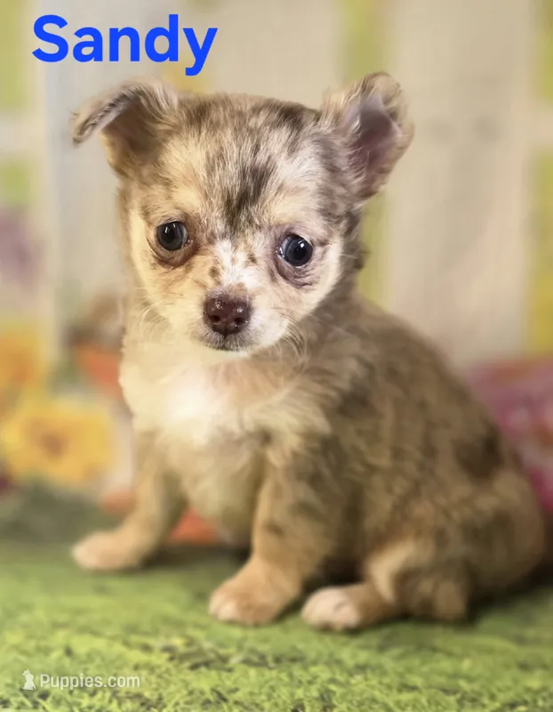 CKC Sandy  – Chihuahua puppy for sale in Homerville, GA