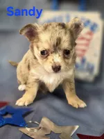 CKC Sandy , a female Chihuahua for sale in Homerville, GA – 10 of 10