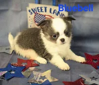 AKC Bluebell, a female Chihuahua for sale in Homerville, GA – 3 of 10
