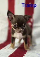 CKC Tramp , a male Chihuahua for sale in Homerville, GA – 9 of 10