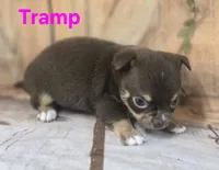 AKC Tramp , a male Chihuahua for sale in Homerville, GA – 5 of 10