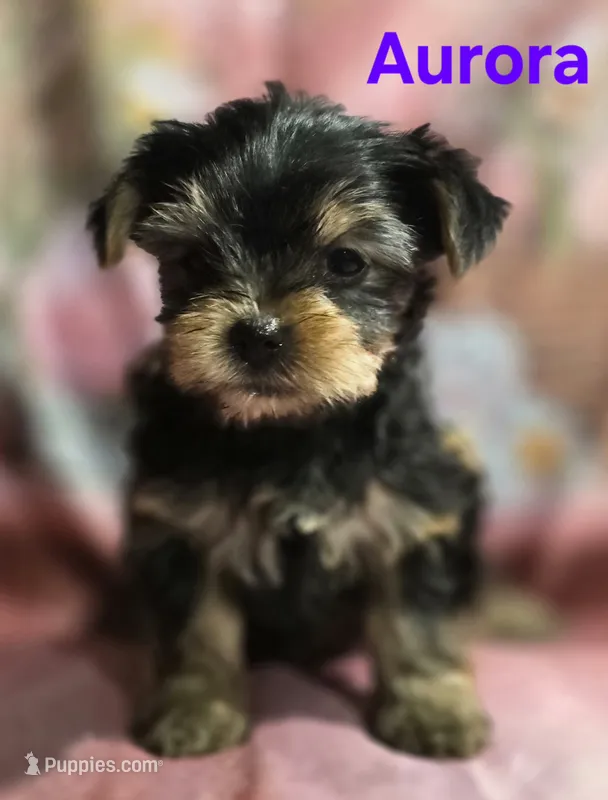 AKC Aurora – Yorkshire Terrier puppy for sale in Homerville, GA