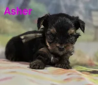 AKC Asher, a male Yorkshire Terrier for sale in Homerville, GA – 3 of 10