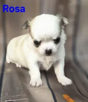 AKC Rosa, a female Chihuahua for sale in Homerville, GA – 2 of 10