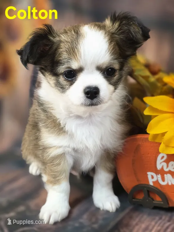 AKC Colton – Chihuahua puppy for sale in Homerville, GA