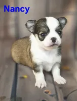 AKC Nancy, a female Chihuahua for sale in Homerville, GA – 3 of 10