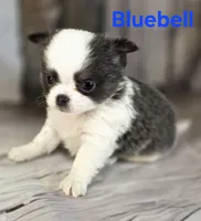 AKC Bluebell, a female Chihuahua for sale in Homerville, GA – 10 of 10