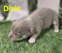 AKC Dixie, a female Chihuahua for sale in Homerville, GA – Photo 4 of 10