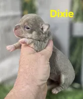 AKC Dixie, a female Chihuahua for sale in Homerville, GA – Photo 9 of 10