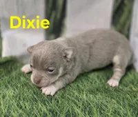 AKC Dixie, a female Chihuahua for sale in Homerville, GA – Photo 5 of 10