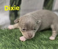 AKC Dixie, a female Chihuahua for sale in Homerville, GA – Photo 1 of 10