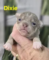 AKC Dixie, a female Chihuahua for sale in Homerville, GA – Photo 6 of 10