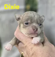 AKC Dixie, a female Chihuahua for sale in Homerville, GA – Photo 7 of 10