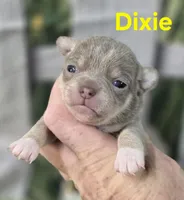 AKC Dixie, a female Chihuahua for sale in Homerville, GA – Photo 10 of 10