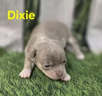 AKC Dixie, a female Chihuahua for sale in Homerville, GA – Photo 2 of 10