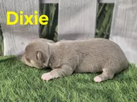 AKC Dixie, a female Chihuahua for sale in Homerville, GA – Photo 8 of 10