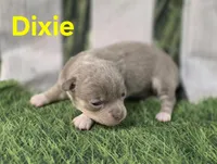 AKC Dixie, a female Chihuahua for sale in Homerville, GA – Photo 3 of 10