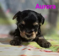 AKC Aurora, a female Yorkshire Terrier for sale in Homerville, GA – 7 of 10