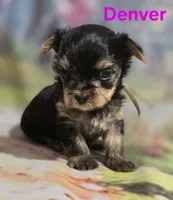AKC Denver, a male Yorkshire Terrier for sale in Homerville, GA – 10 of 10