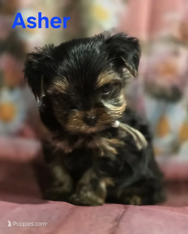 AKC Asher – Yorkshire Terrier puppy for sale in Homerville, GA