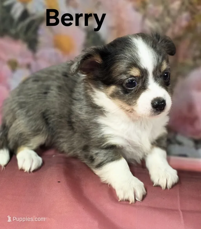 CKC Berry – Chihuahua puppy for sale in Homerville, GA